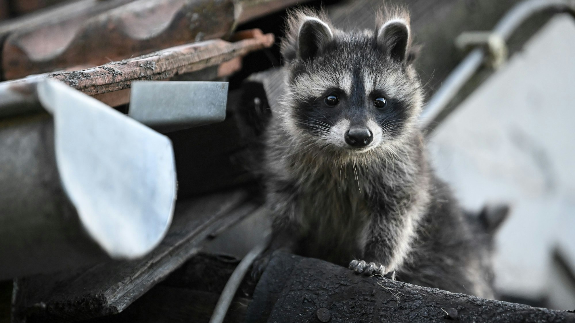Der junge Waschbär war zuvor von einem Dach in der Innenstadt Lemgo gefallen (Symbolfoto).