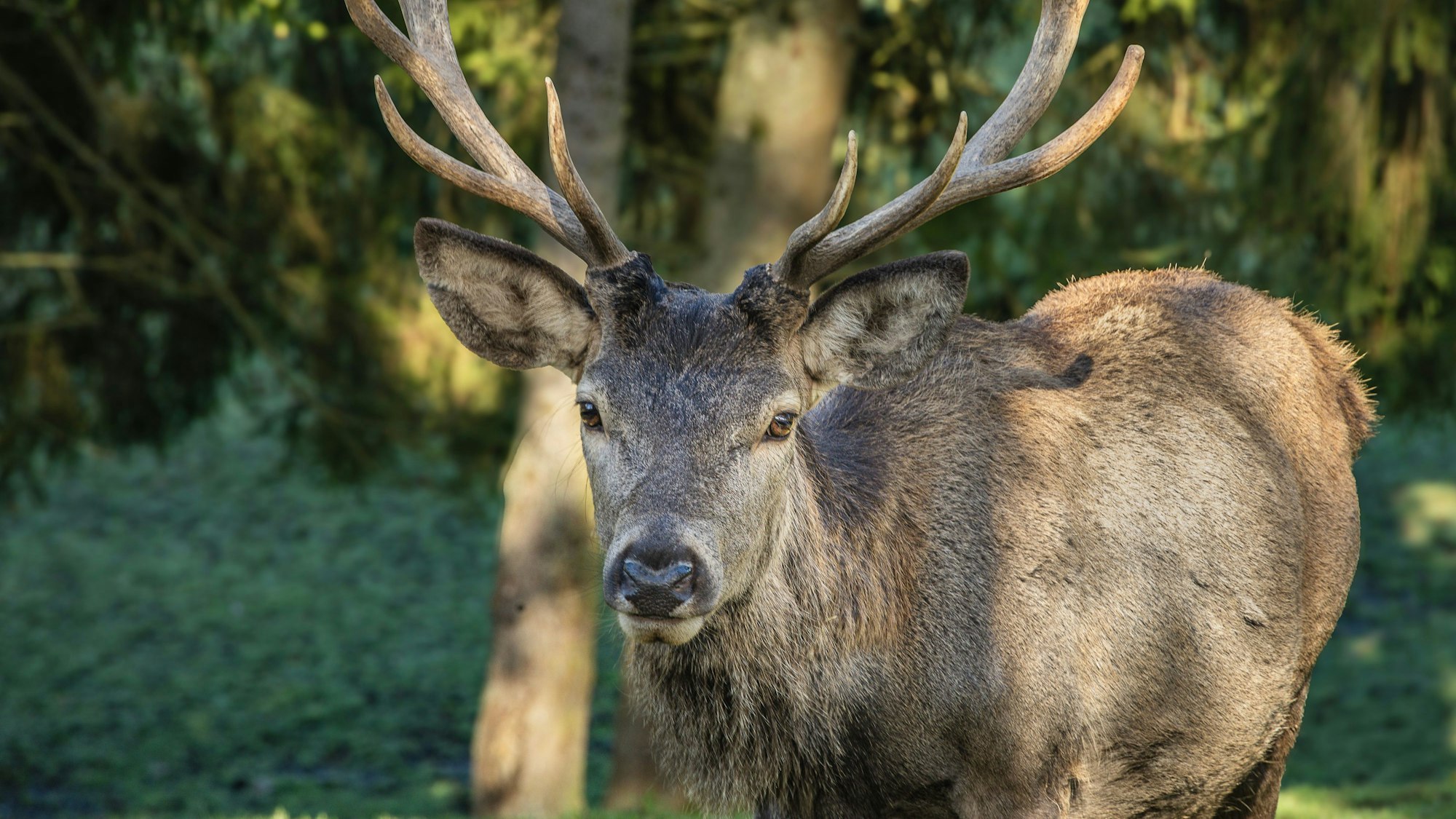 Rotwild während der Brunft im Hellenthaler Wildgehege.