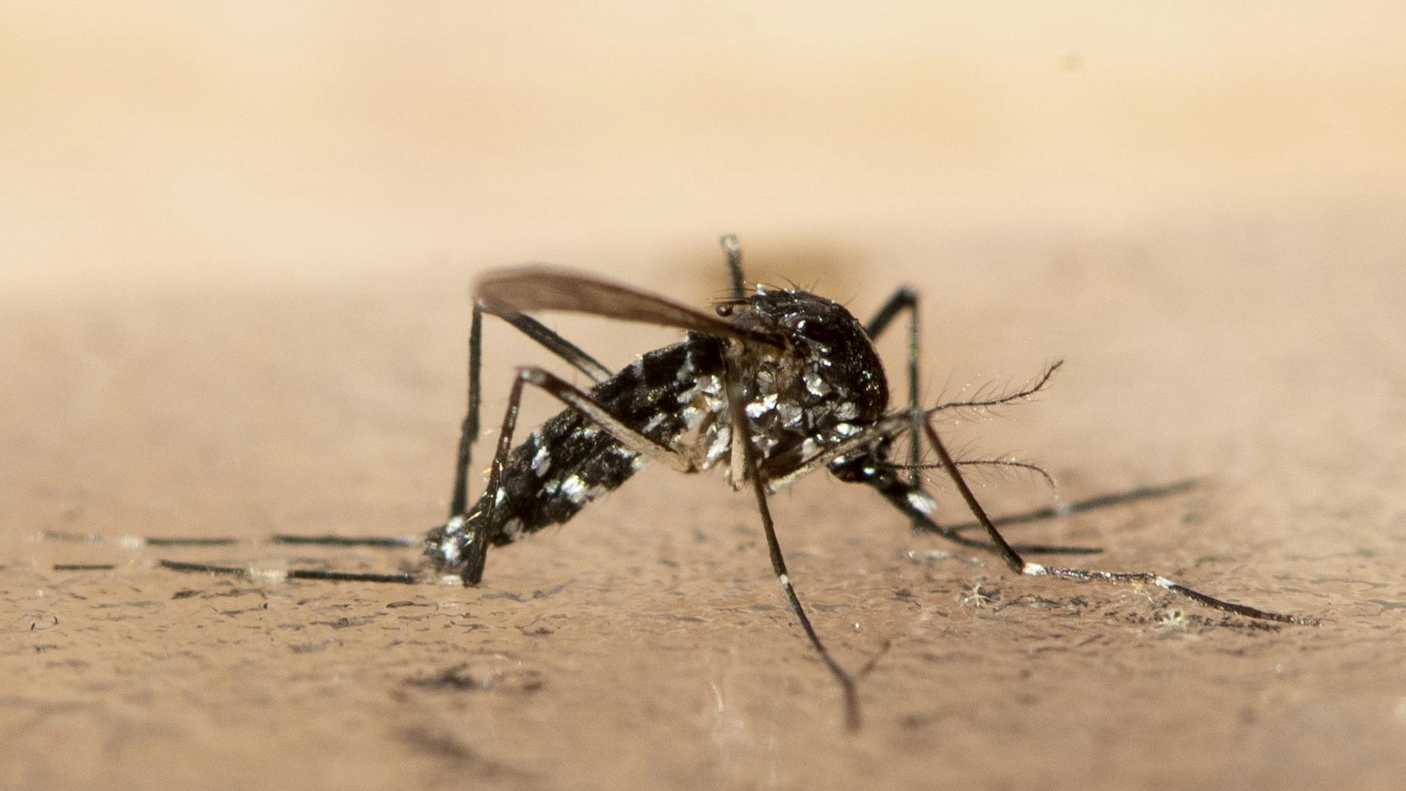 Eine tote Asiatische Tigermücke ist zu sehen.