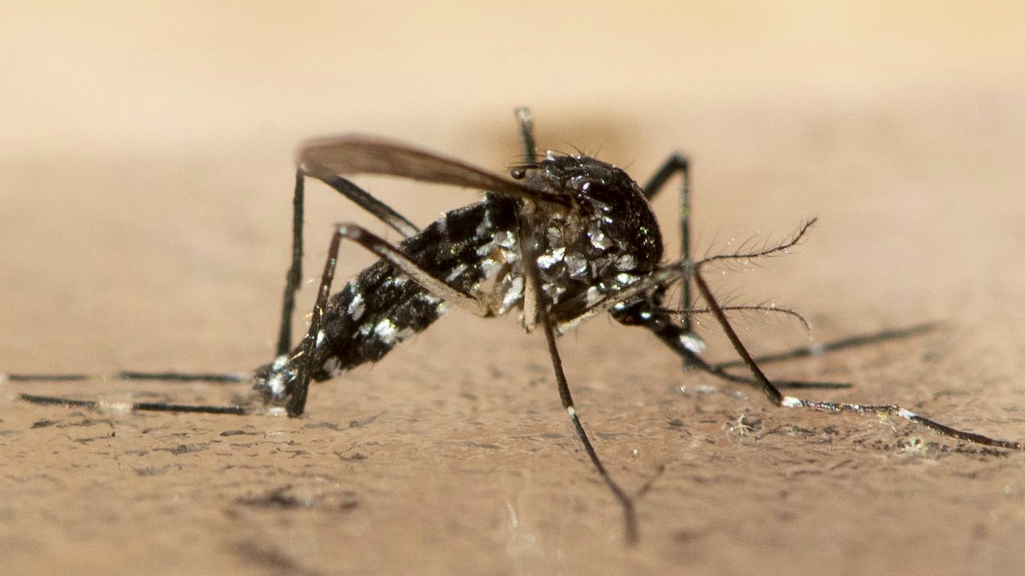 Eine tote Asiatische Tigermücke. In Südeuropa ist die gefährliche Krankheiten übertragende Asiatische Tigermücke schon länger heimisch, seit einiger Zeit breitet sie sich auch in Deutschland aus.