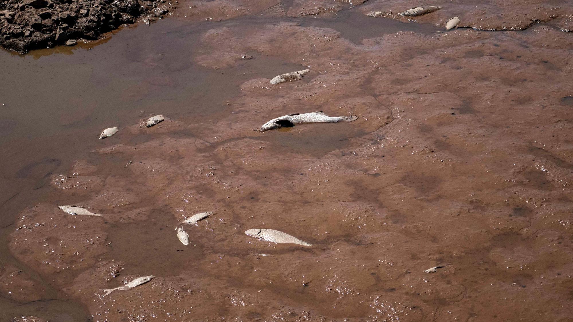 Das Bild zeigt Fische, die im Sediment liegen und verendet sind.
