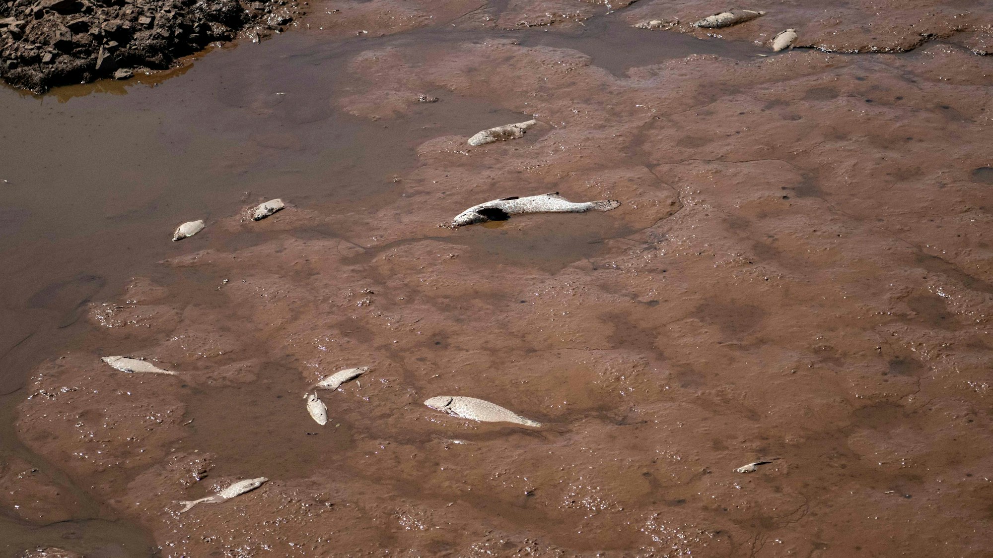 Das Bild zeigt Fische, die im Sediment liegen und verendet sind.
