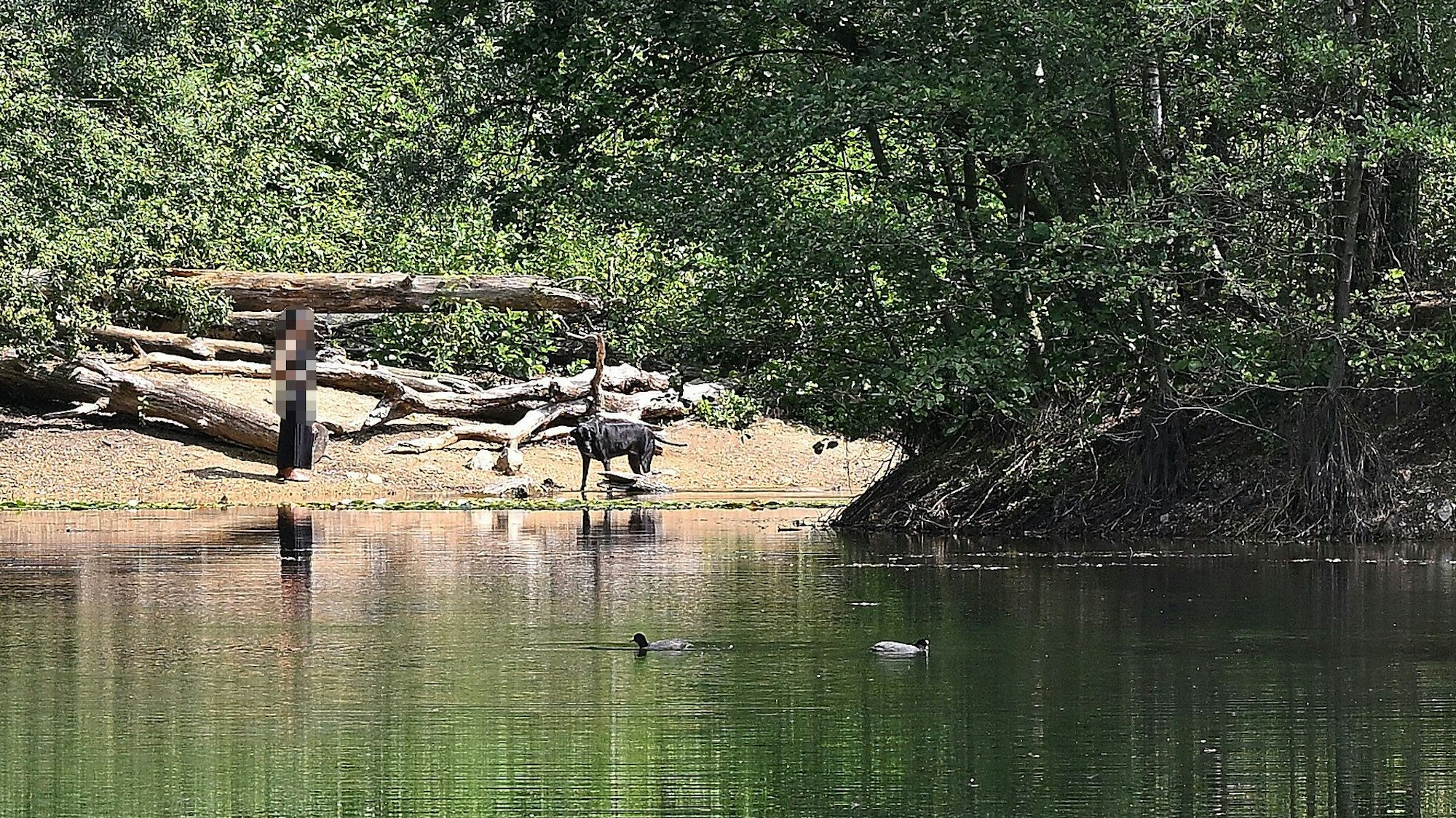 Freilaufender Hund im Naturschutzgebiet Grube Cox.