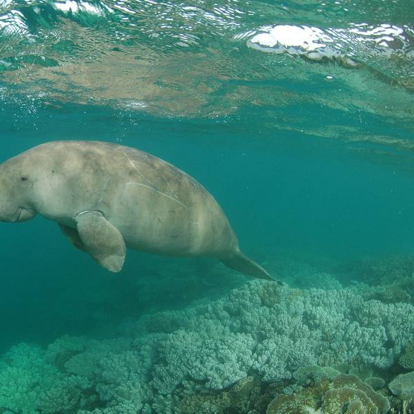 Ein Dugong schwimmt in den Lagunen vor Neukaledonien.