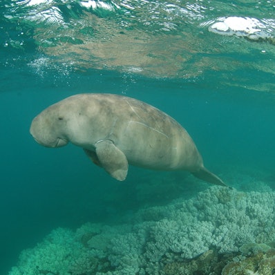 Ein Dugong schwimmt in den Lagunen vor Neukaledonien.