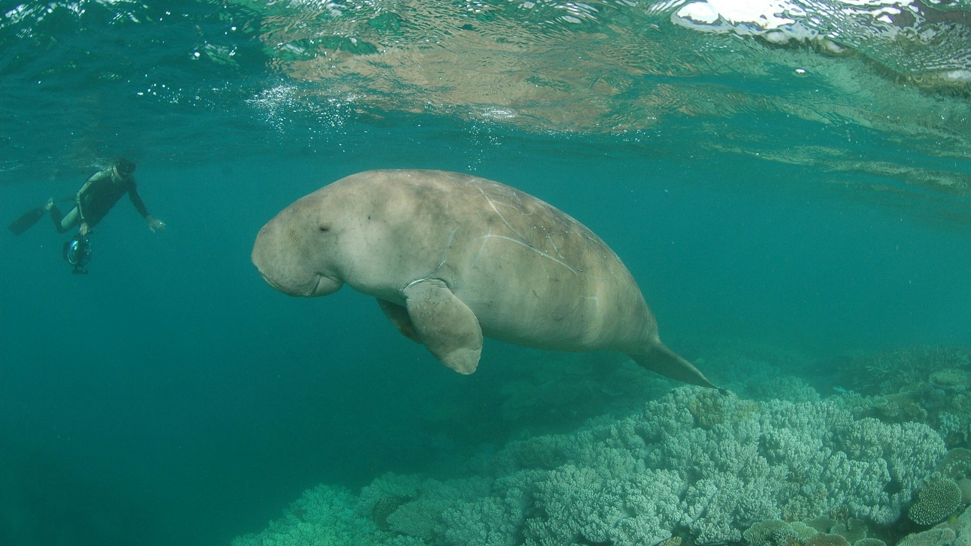 Ein Dugong schwimmt in den Lagunen vor Neukaledonien.
