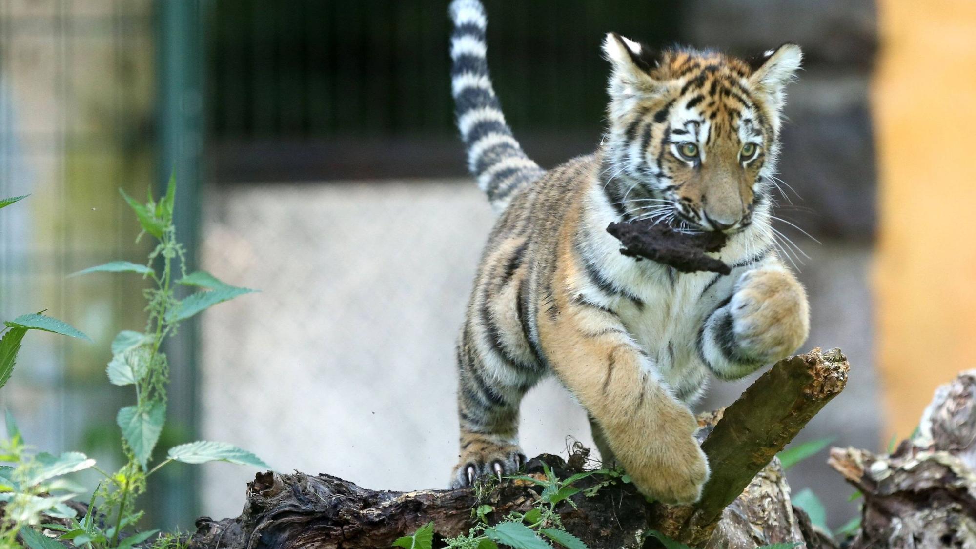 Amurtiger Baby in Nahaufnahme.