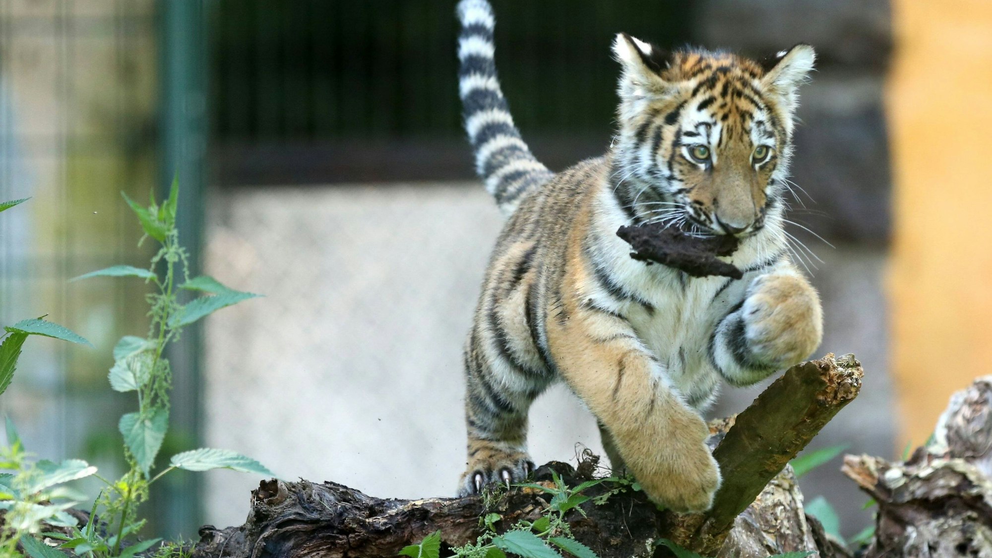 Amurtiger Baby in Nahaufnahme.