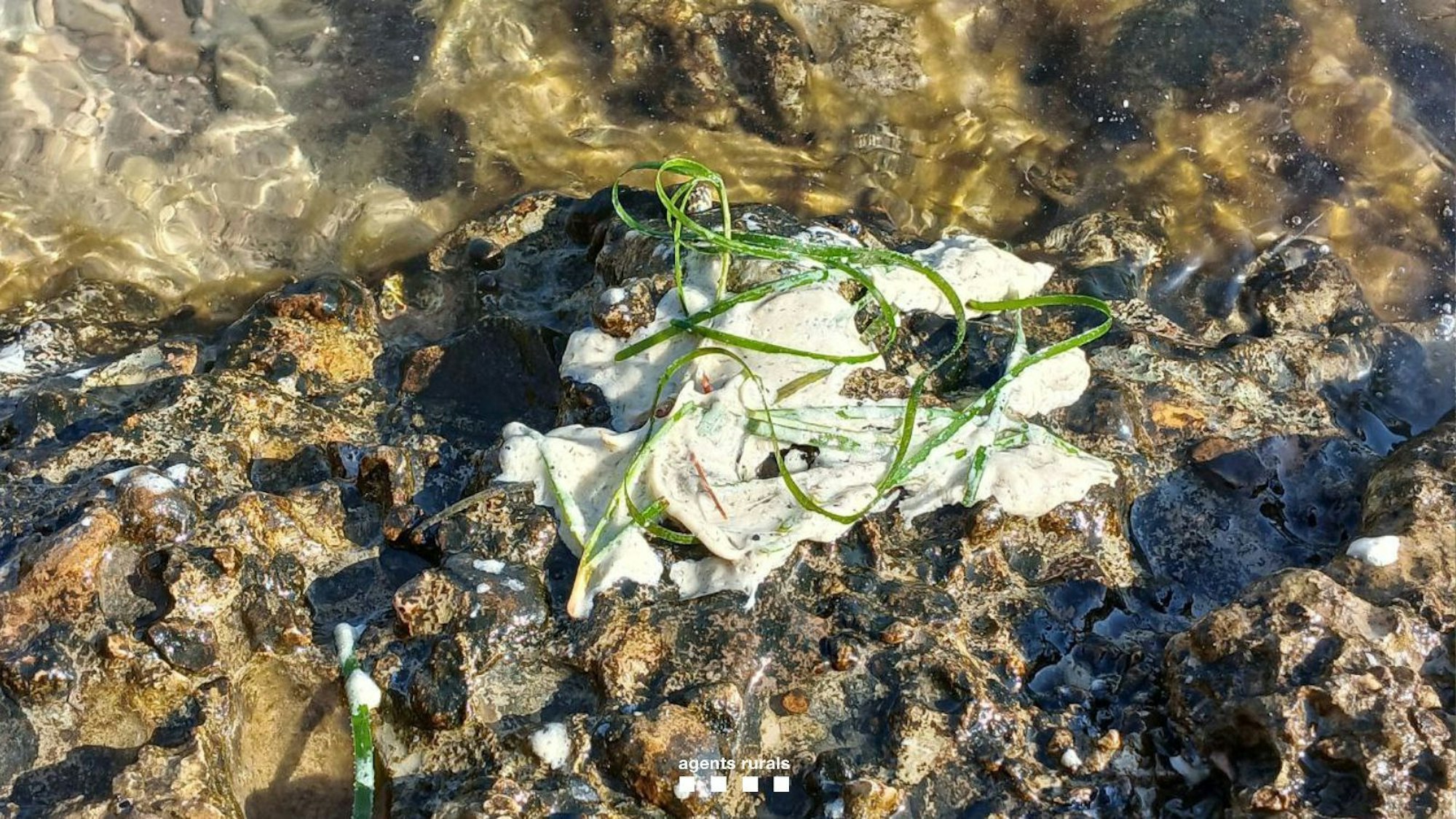 Weiße Substanz im Meer bei L'Ametlla de Mar.