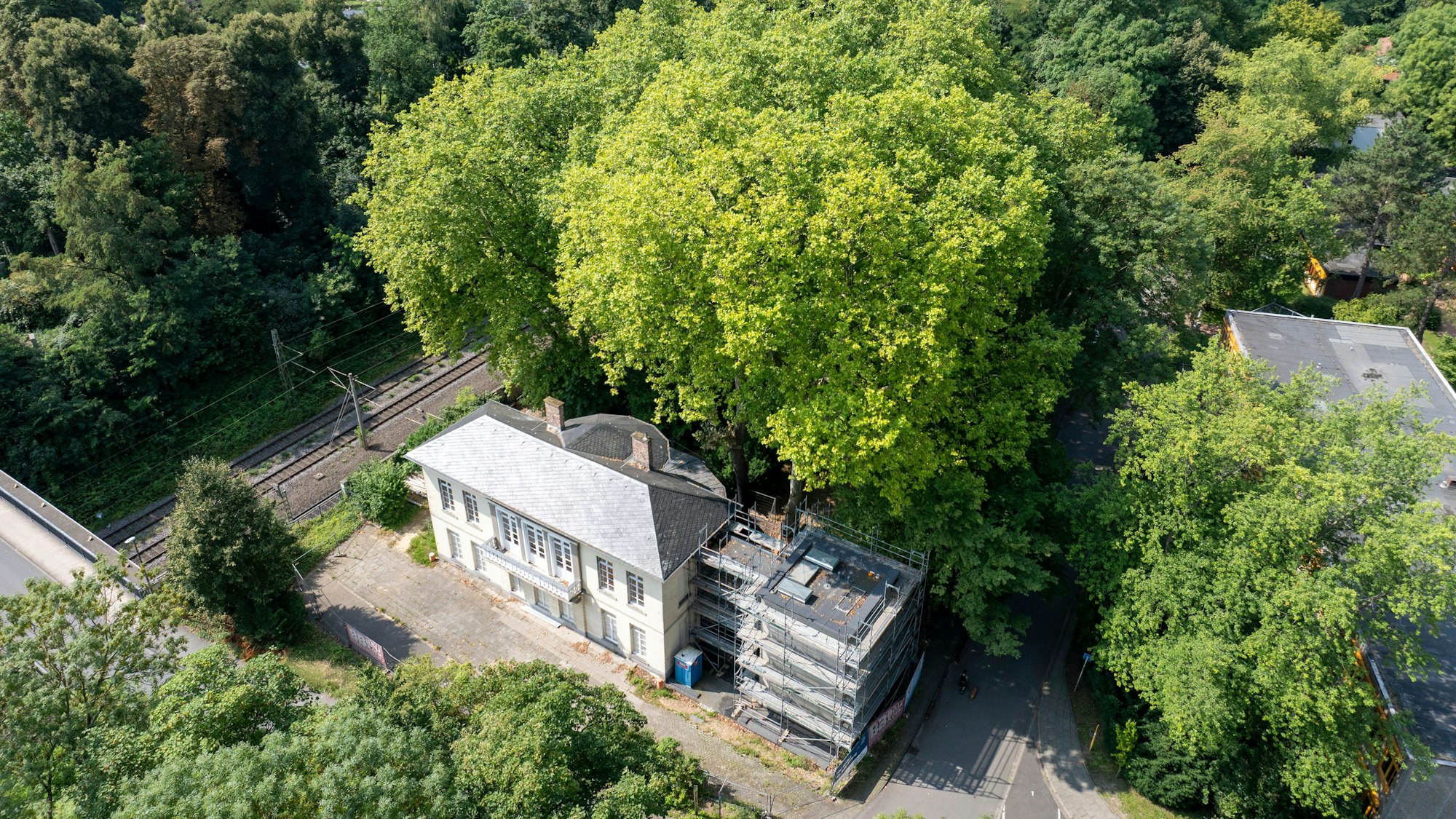 Das Bild zeigt eine umstrittene Platane am Bahnhof Belvedere. Foto: Uwe Weiser