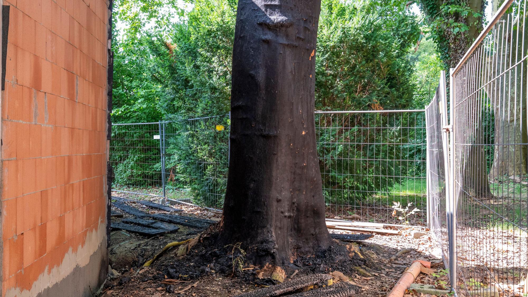 Das Bild zeigt die umstrittene Platane am Bahnhof Belvedere. Foto: Uwe Weiser