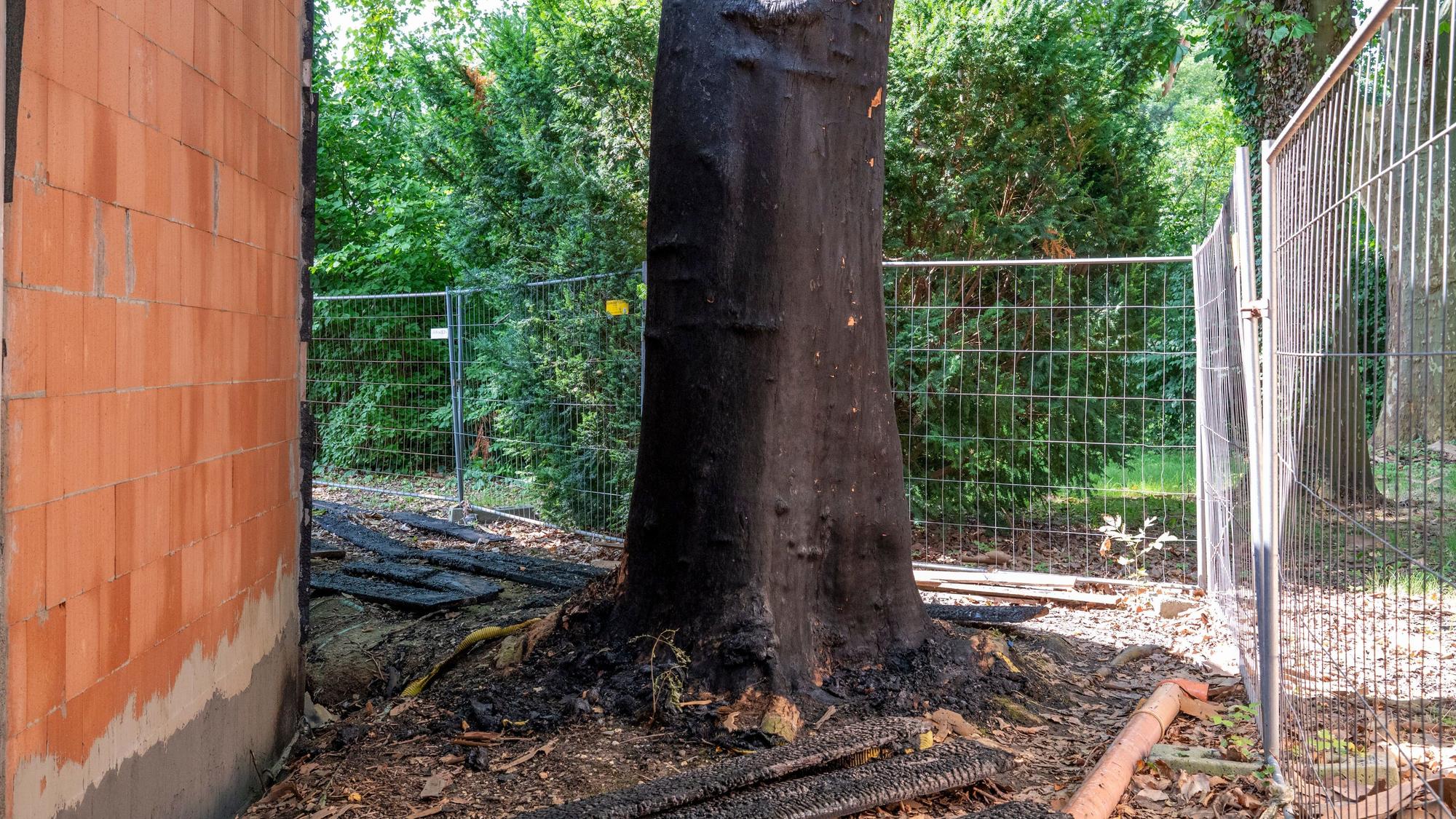 Eine Platane steht im Abstand von wenigen Zentimetern zum Bahnhofsgebäude. Absperrungen sichern Baum und Baustelle.