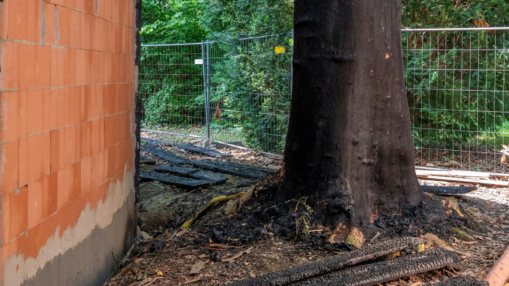 Der Stamm der Platane am Bahnhof Belvedere.