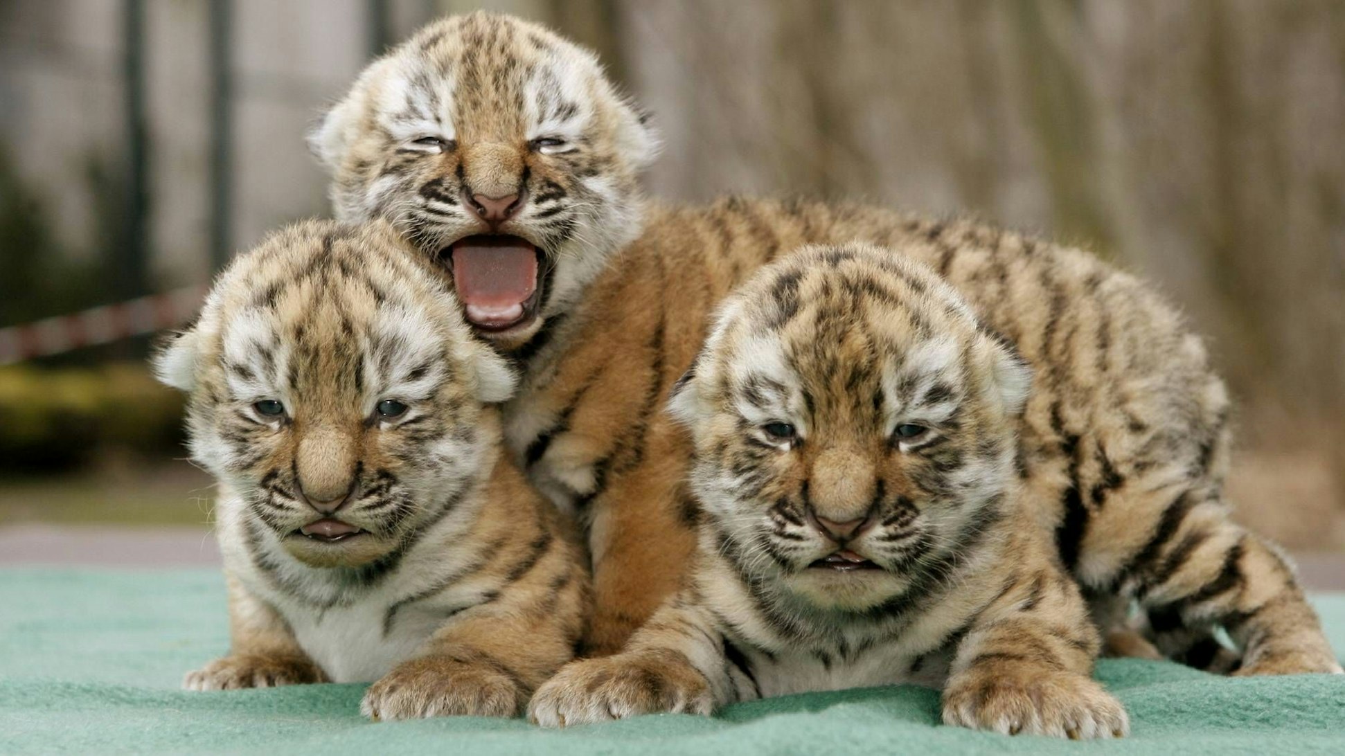 Drei Sibirische Tigerbabys (Amurtiger, Panthera tigris altaica) sitzen im Zoo in Leipzig beisammen.