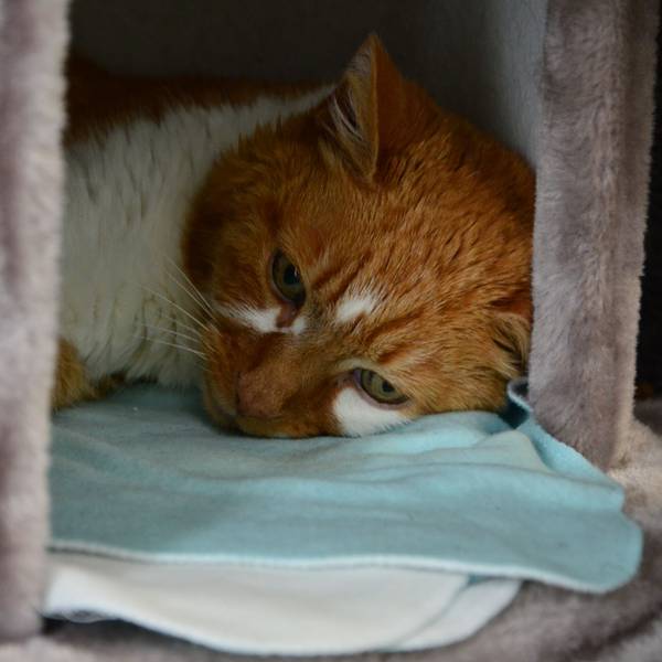 Der orange Kater hat weiße Flecken im Gesicht und am Hals. Er liegt in seinem Katzenbaum, den Kopf auf eine Decke gelegt.