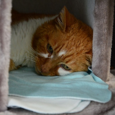 Der orange Kater hat weiße Flecken im Gesicht und am Hals. Er liegt in seinem Katzenbaum, den Kopf auf eine Decke gelegt.