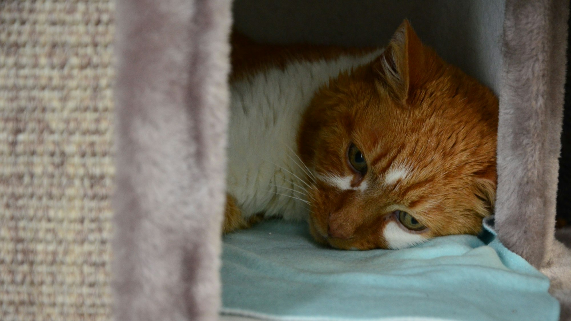 Der orange Kater hat weiße Flecken im Gesicht und am Hals. Er liegt in seinem Katzenbaum, den Kopf auf eine Decke gelegt.