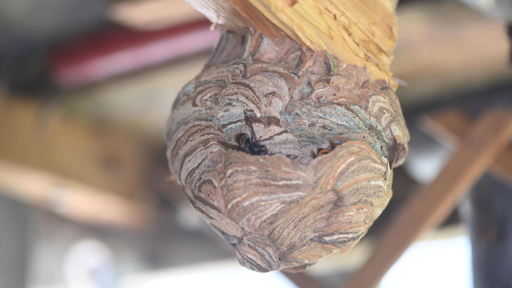 Wer ein Nest der Asiatischen Hornisse entdeckt, sollte nicht in Panik verfallen und vor allem einen seriösen Berater zu Rate ziehen.