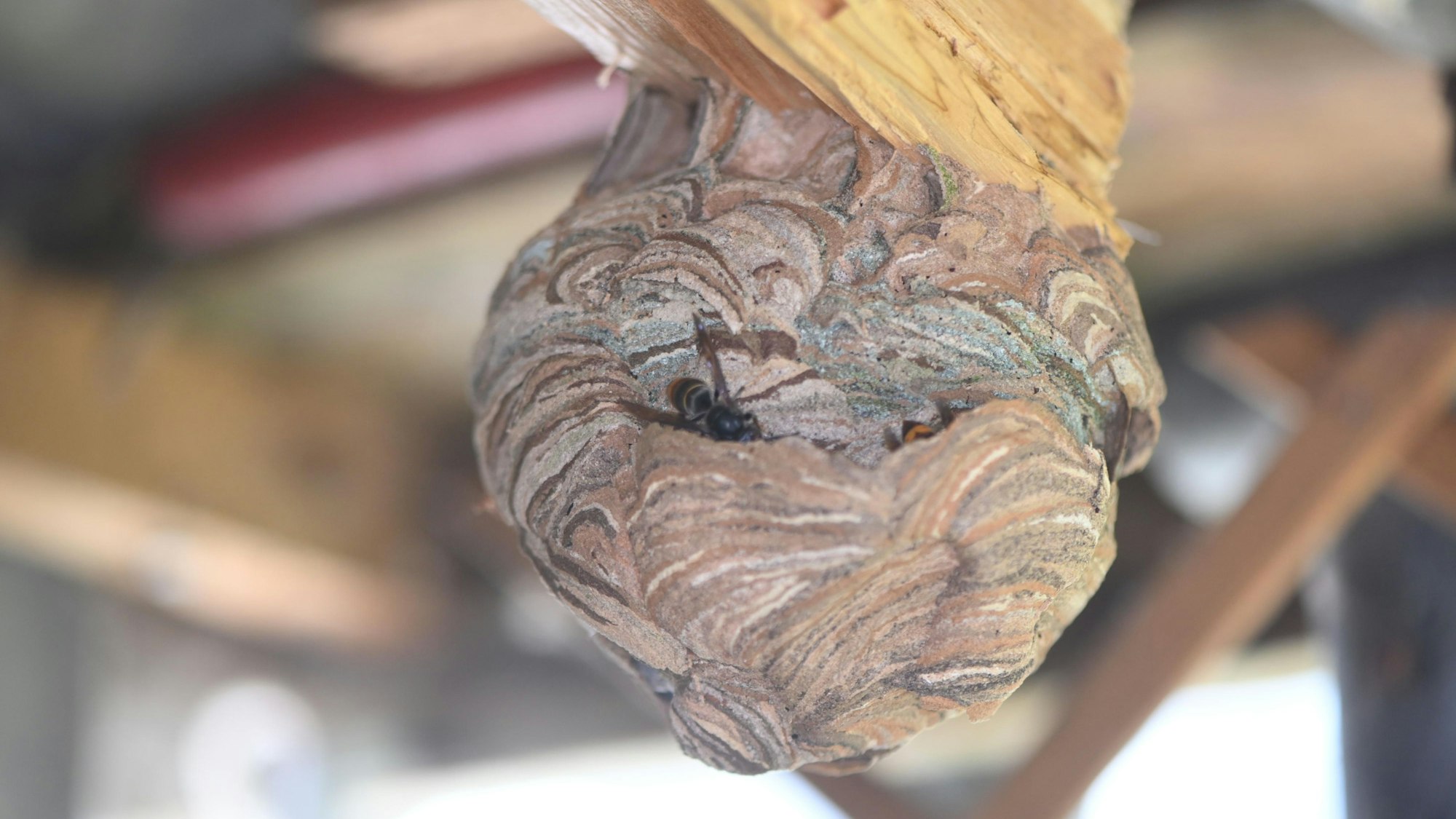 Wer ein Nest der Asiatischen Hornisse entdeckt, sollte nicht in Panik verfallen und vor allem einen seriösen Berater zu Rate ziehen.