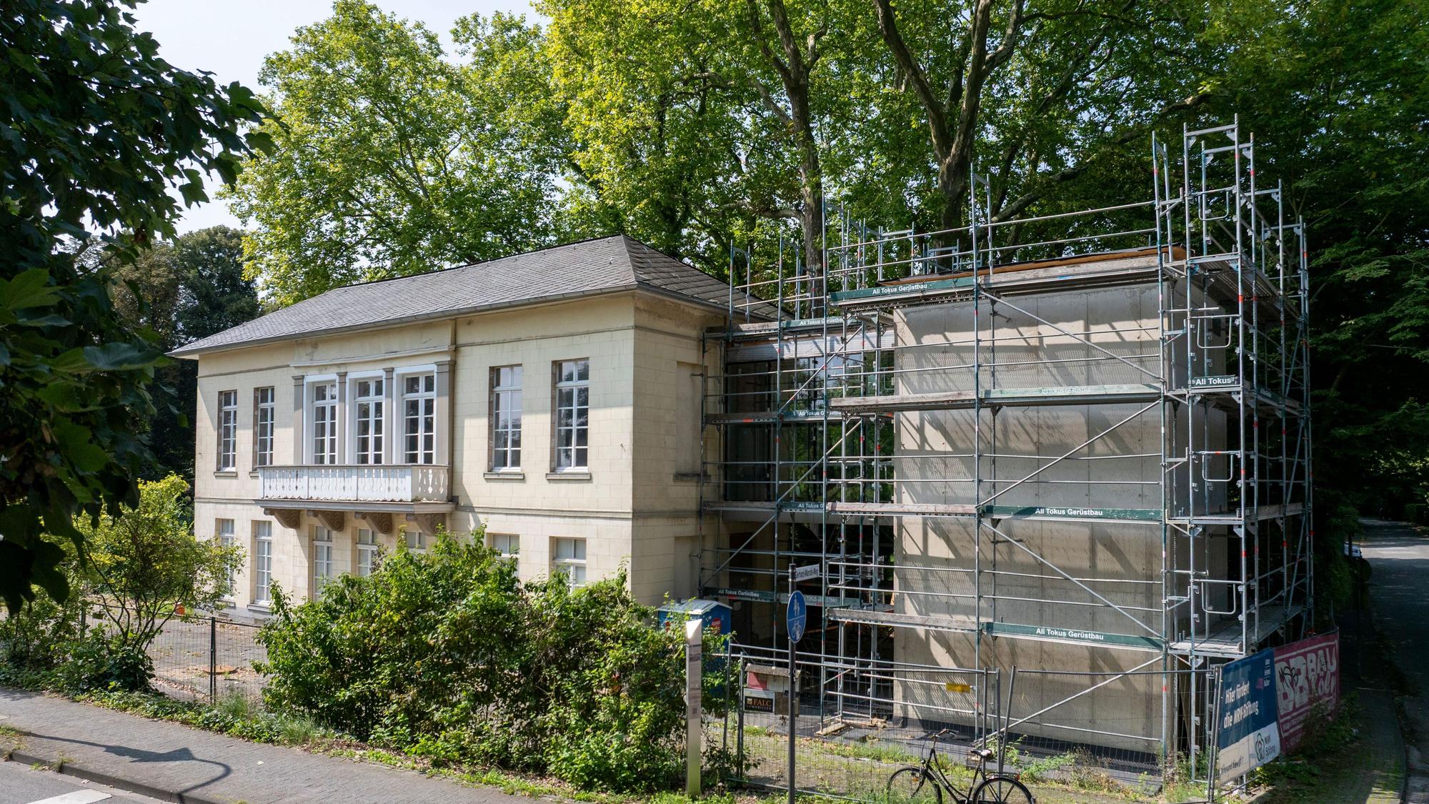 Das Bild zeigt eine Platane am Bahnhof Belvedere. Foto: Uwe Weiser