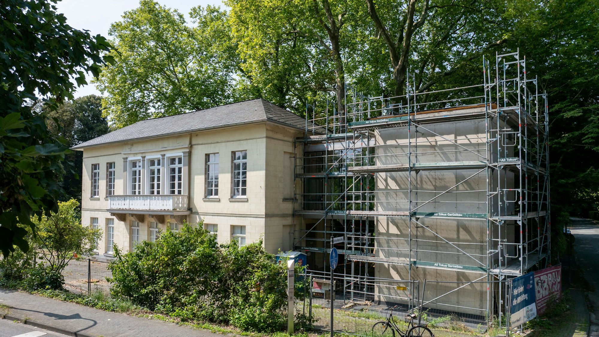 Das Bild zeigt eine Platane am Bahnhof Belvedere. Foto: Uwe Weiser