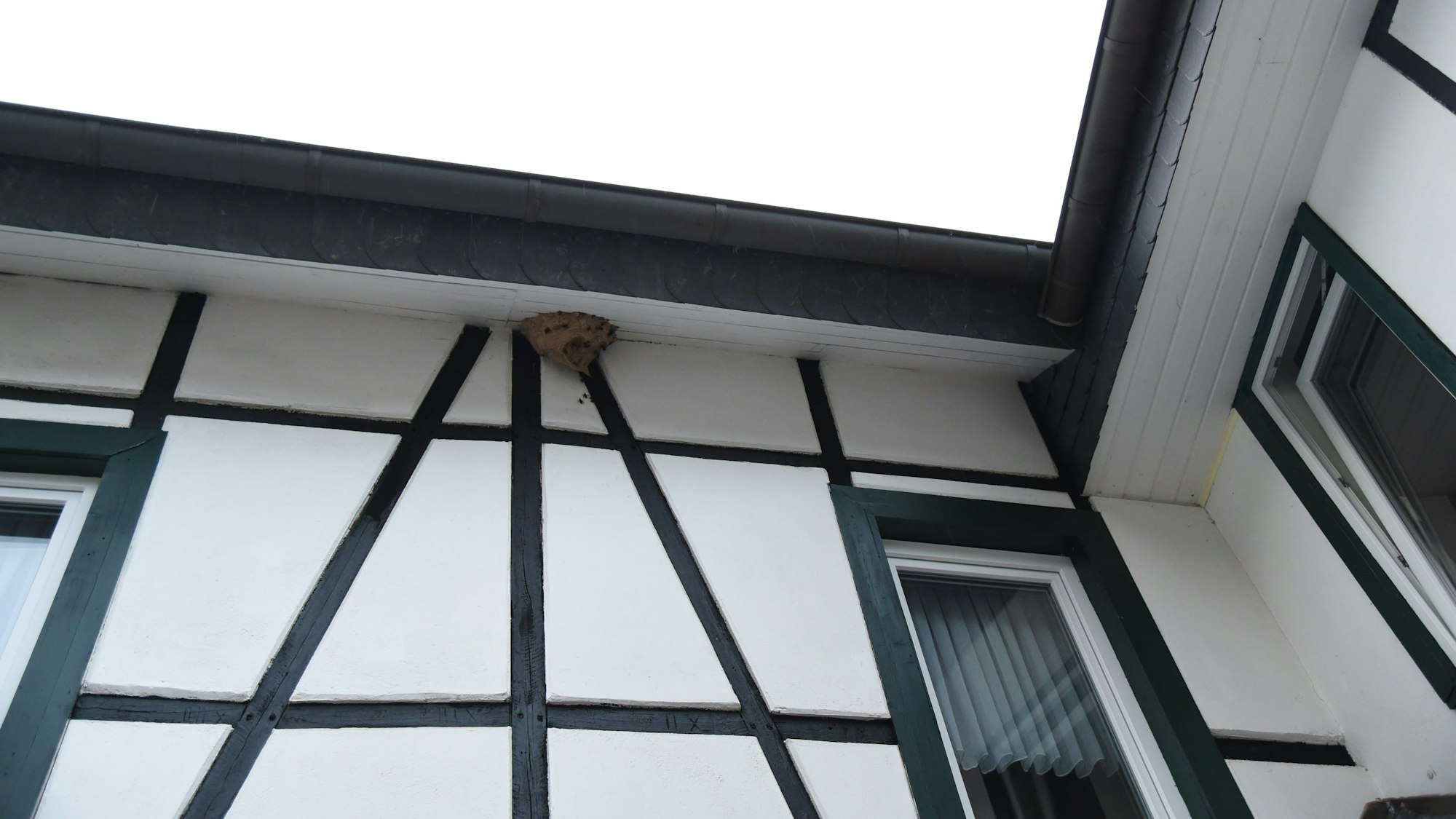 Hier hat sich die Asiatische Hornisse an einem alten Fachwerkhaus in Bonn-Friesdorf niedergelassen.