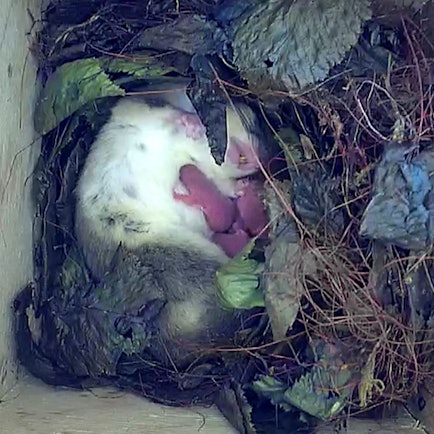 Ein aktueller Blick in die live-Webcam: Siebenschläfermutter am Samstag, 09.08 mit ihren neu geborenen Jungen.