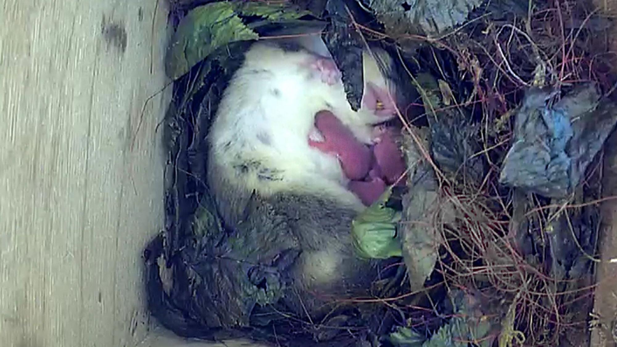 Ein aktueller Blick in die live-Webcam: Siebenschläfermutter am Samstag, 09.08 mit ihren neu geborenen Jungen.