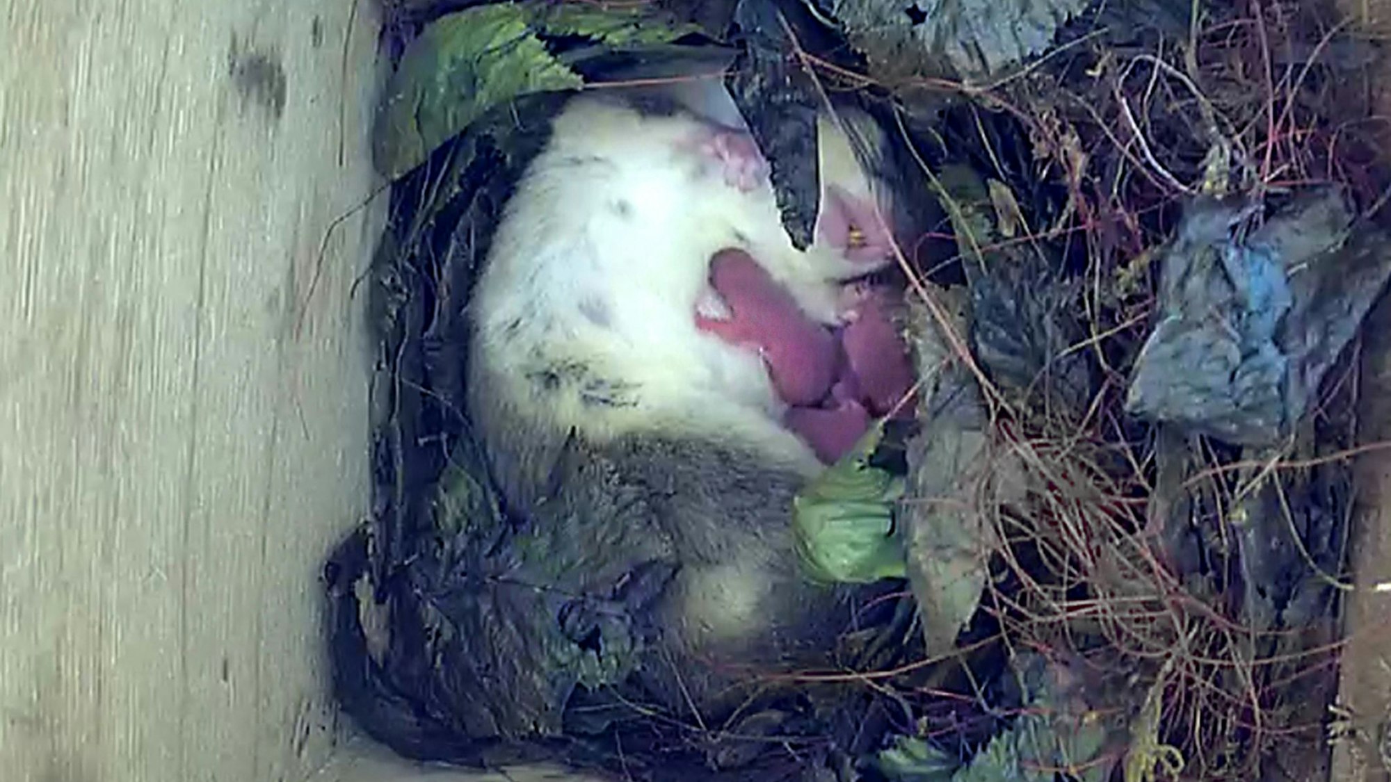 Ein aktueller Blick in die live-Webcam: Siebenschläfermutter am Samstag, 09.08 mit ihren neu geborenen Jungen.