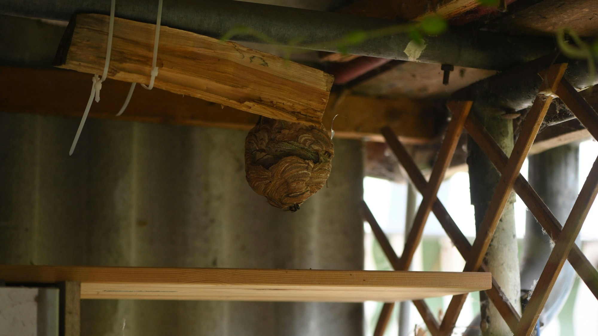 Ein Nest der Asiatische Hornisse in einem Schuppen an einem Haus.