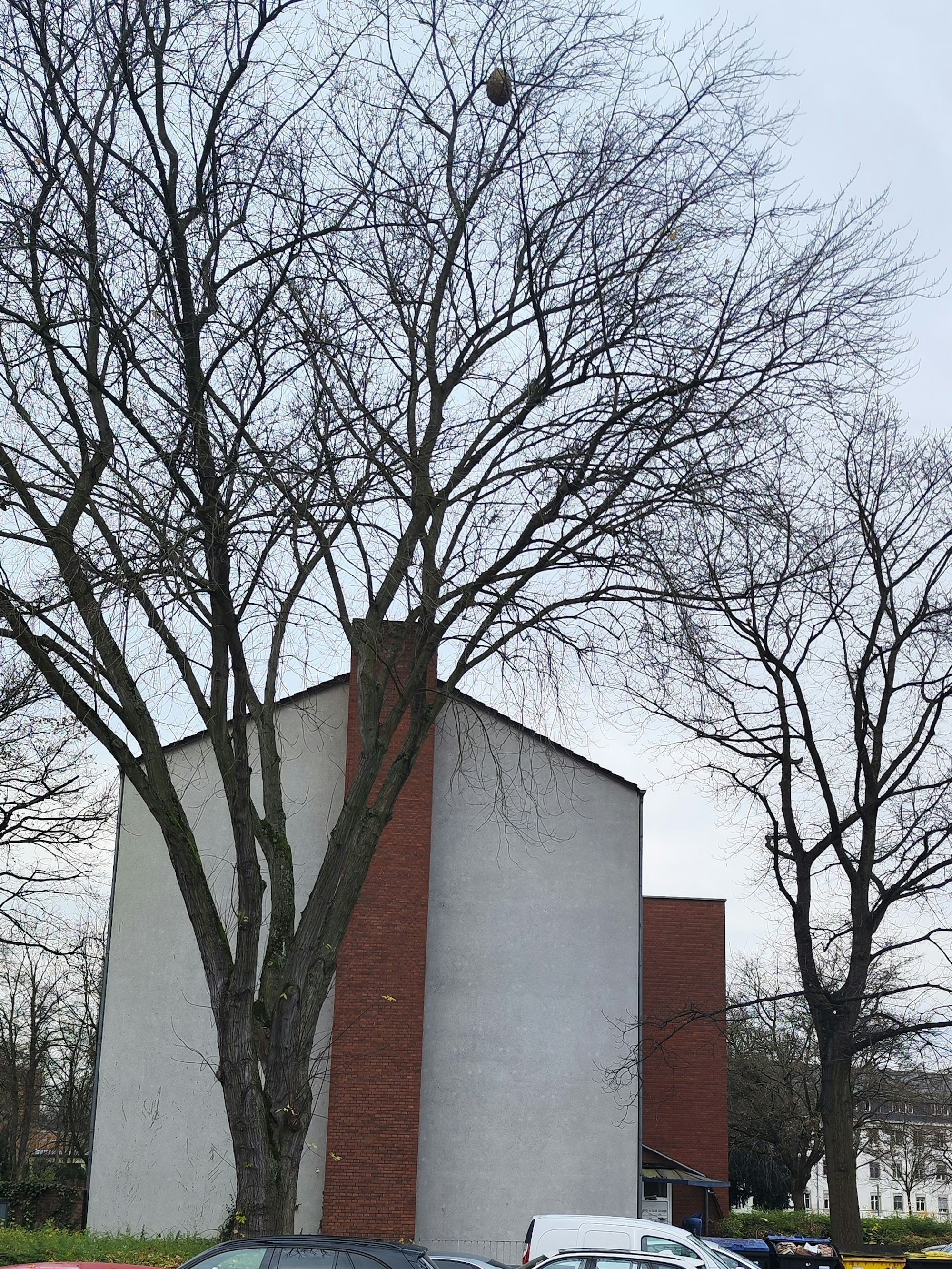Die Sekundärnester der Asiatische Hornisse hängen meist wie hier in Bonn-Endenich sehr hoch in einem Baum.