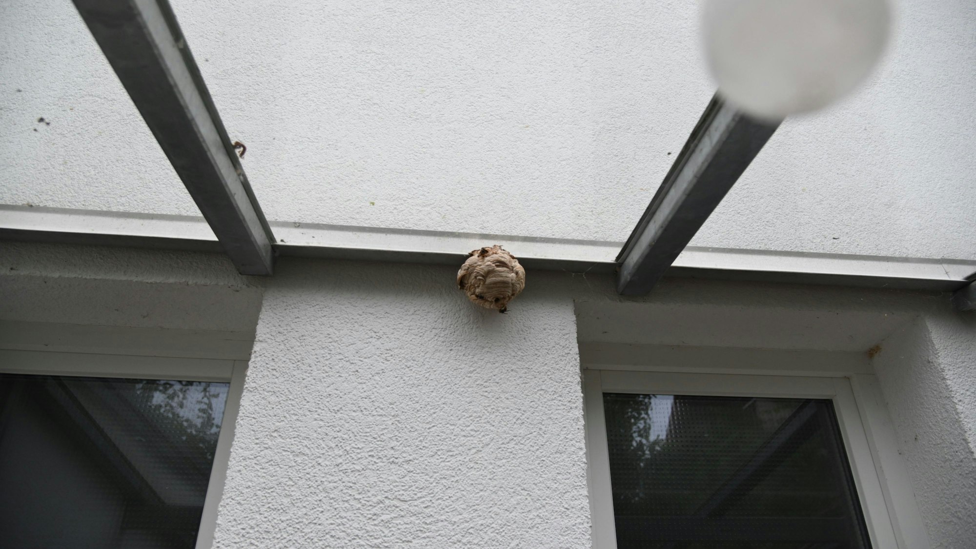 Das noch sehr kleine Nest der Asiatische Hornisse, das eine Familie nach ihrem Urlaub unter ihrem Terrassen-Dach entdeckt haben.
