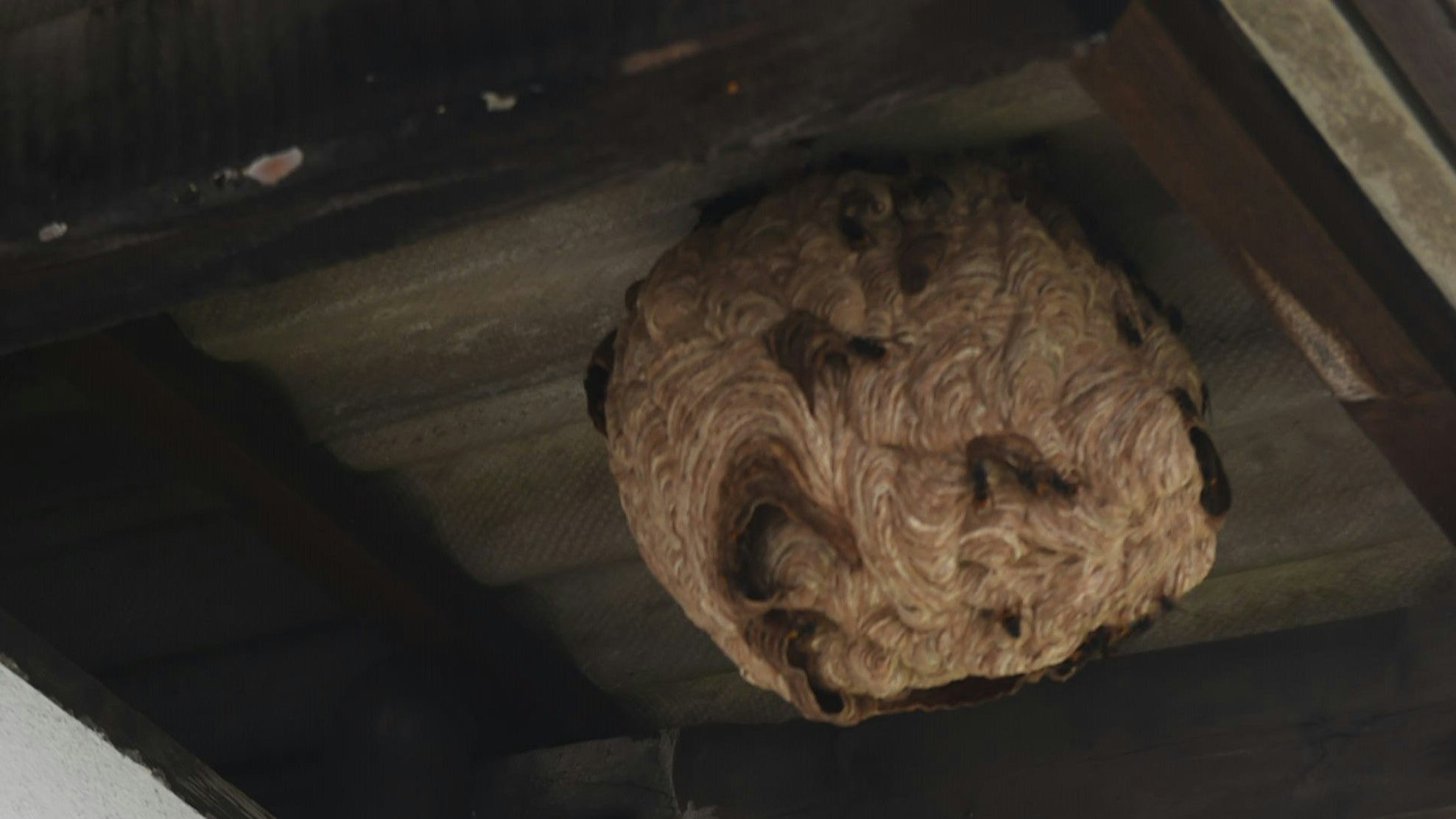 Ein Nest der Asiatischen Hornisse unter einem Dach in Bonn.