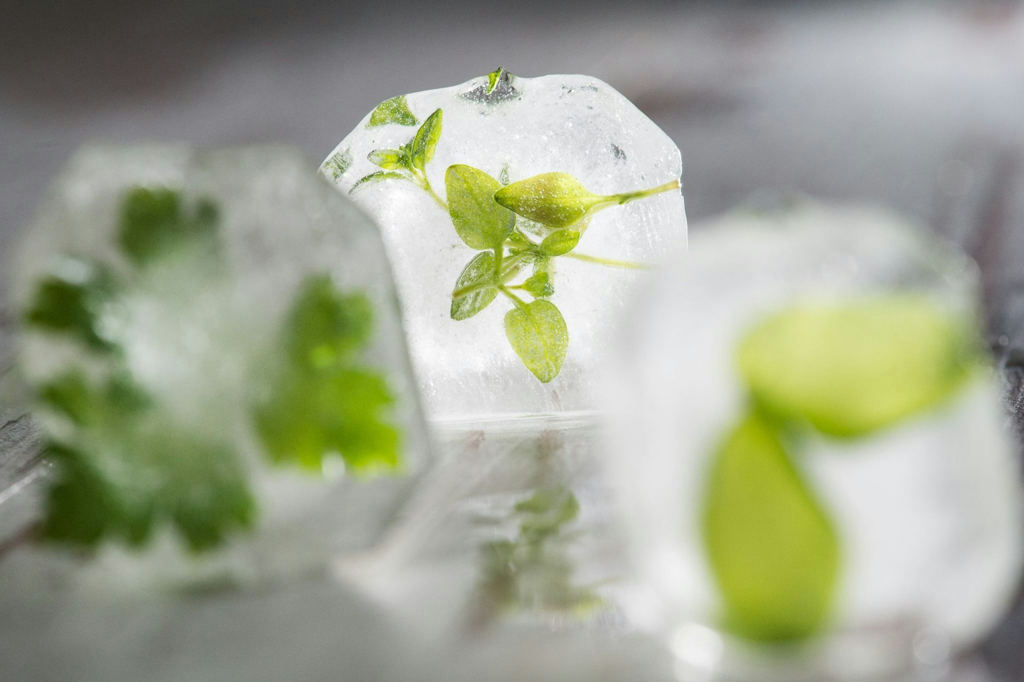 Kräuter können portionsweise in Eiswürfelformen eingefroren werden.