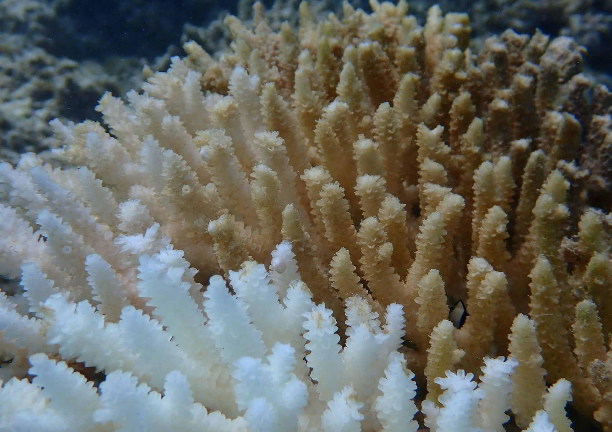 Von Kimberley bis Ningaloo: Von der Bleiche betroffen ist ein Gebiet von rund 1.500 Kilometern Länge.