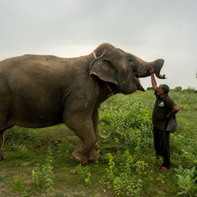 Ein geretteter Asiatischer Elefant spaziert mit seinem Pfleger am Wildlife SOS Elephant Conservation and Care Centre in Uttar Pradesh – aufgenommen am Vorabend des World Elephant Day.