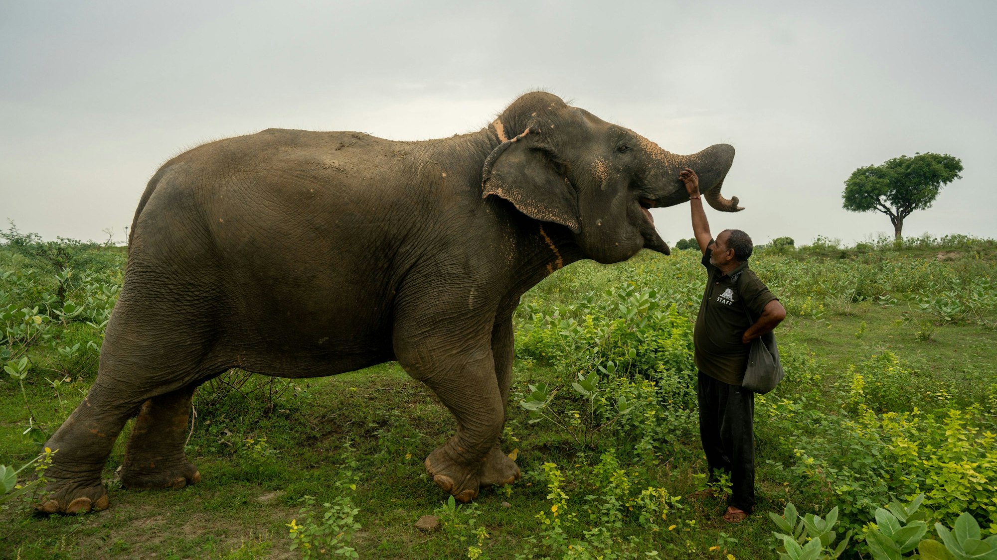 Ein geretteter Asiatischer Elefant spaziert mit seinem Pfleger am Wildlife SOS Elephant Conservation and Care Centre in Uttar Pradesh – aufgenommen am Vorabend des World Elephant Day.