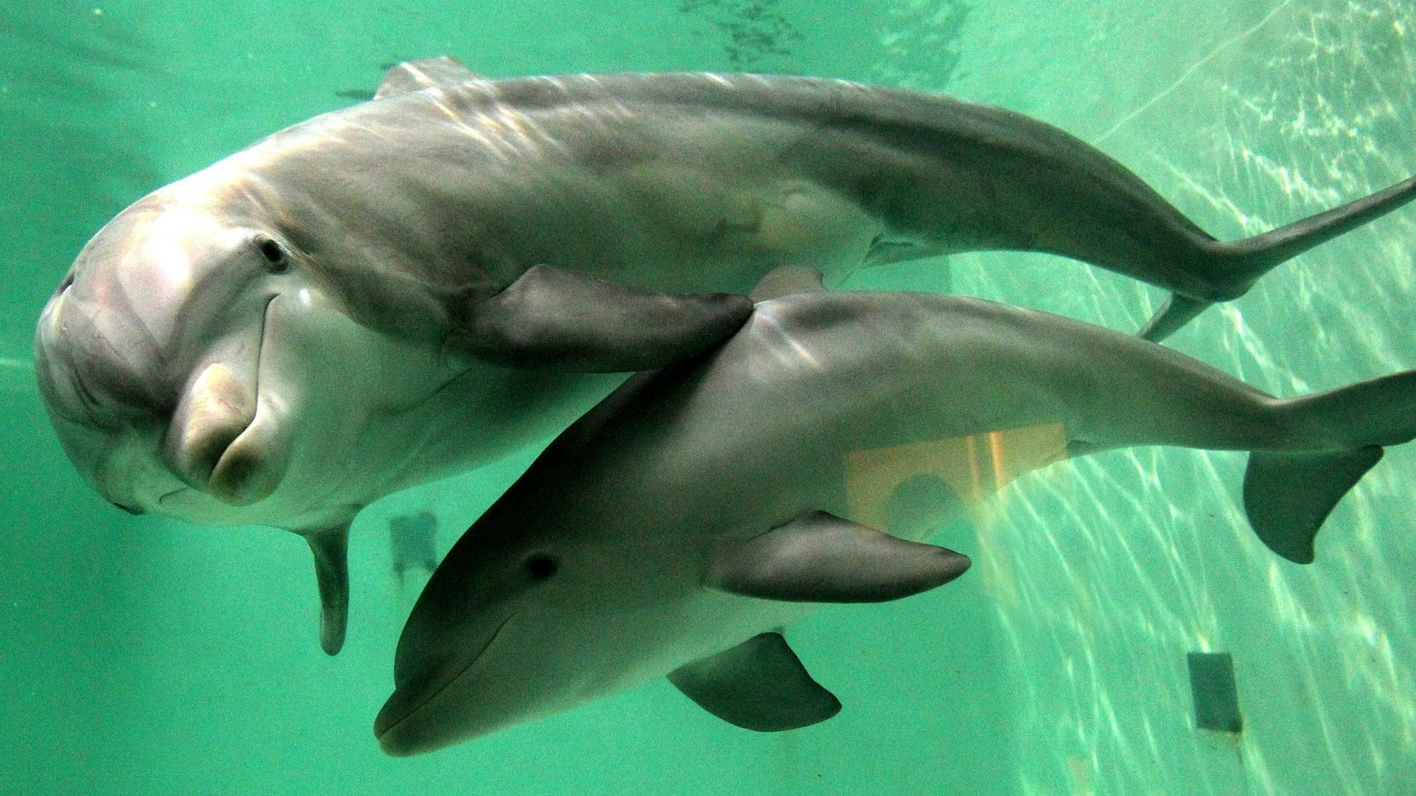 In Australien müssen Jetski-Fahrer großen Abstand zu Meeressäugern halten. (Symbolbild)