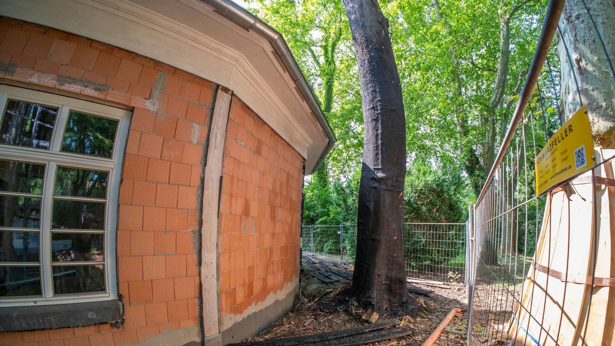 Die nach einem Brandanschlag angesengte Platane am historischen Bahnhof Belvedere in Köln-Müngersdorf. Nach Angaben des Fördervereins für den Erhalt des Baudenkmals hat das Feuer auch das Gebäude selbst beschädigt.