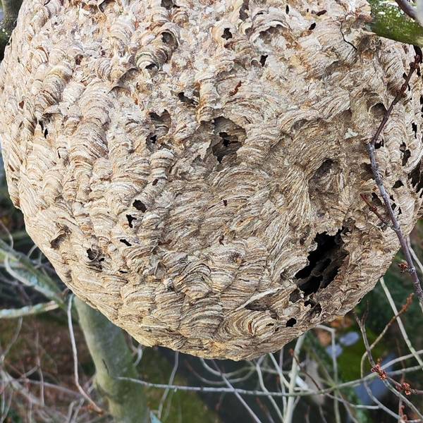 Ein Nest der Asiatischen Hornisse hoch oben in einem Baum in Bonn-Endenich.