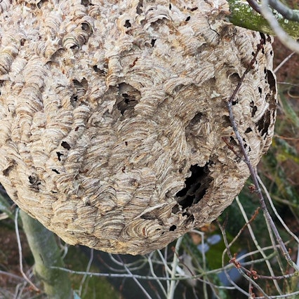 Ein Nest der Asiatischen Hornisse hoch oben in einem Baum in Bonn-Endenich.