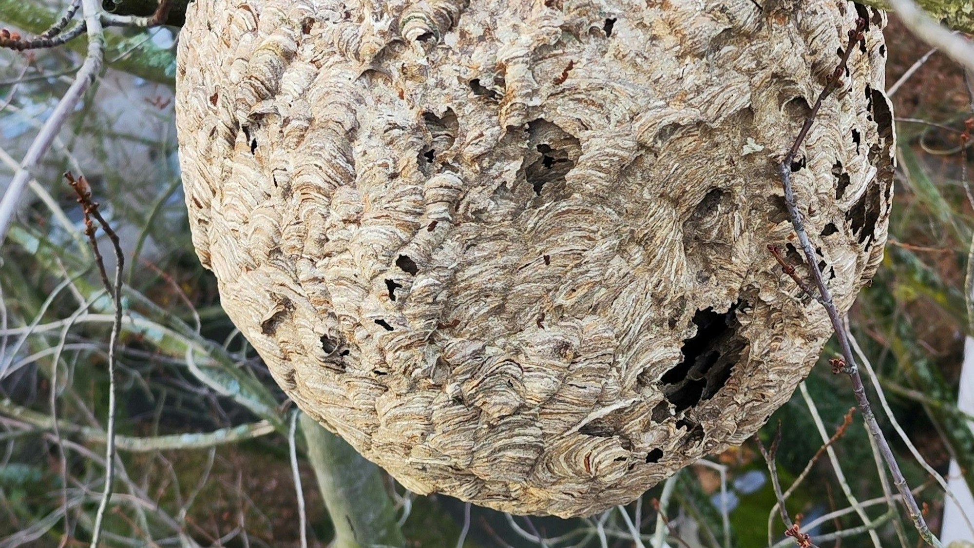 Ein Nest der Asiatischen Hornisse hoch oben in einem Baum in Bonn-Endenich.