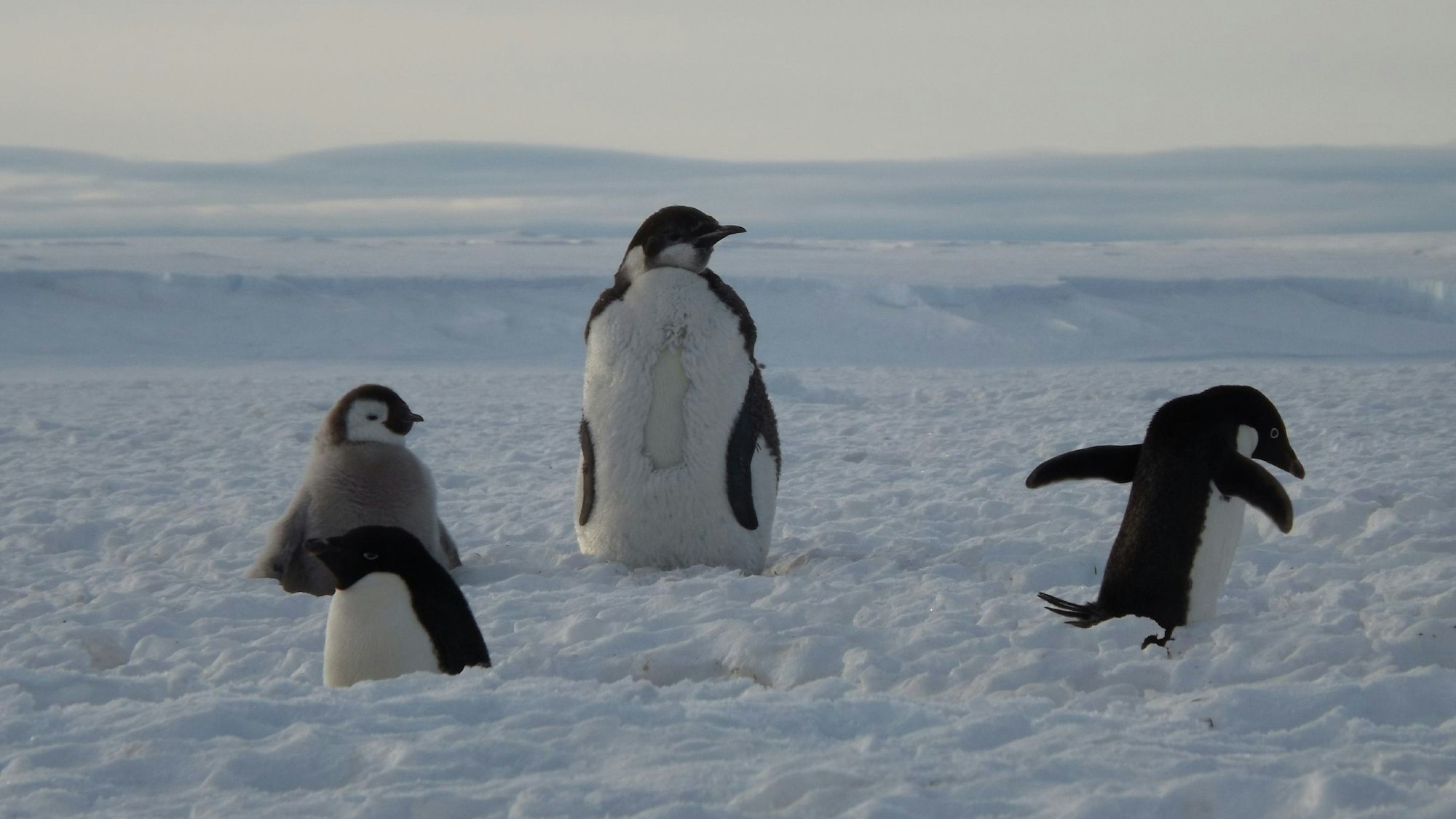 Es scheint sie wirklich zu geben, die tanzenden Pinguine – jedenfalls wirken die Protagonisten auf diesem Bild so.