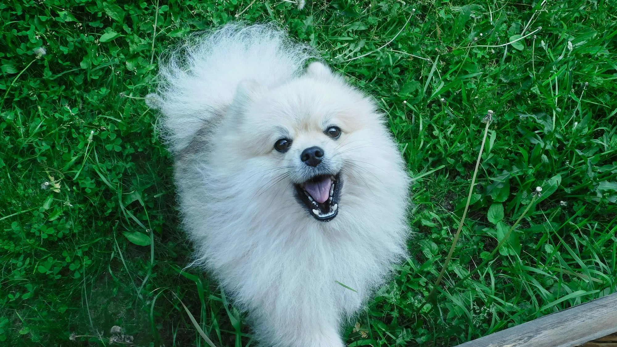 Ein Pomeranian bellt.