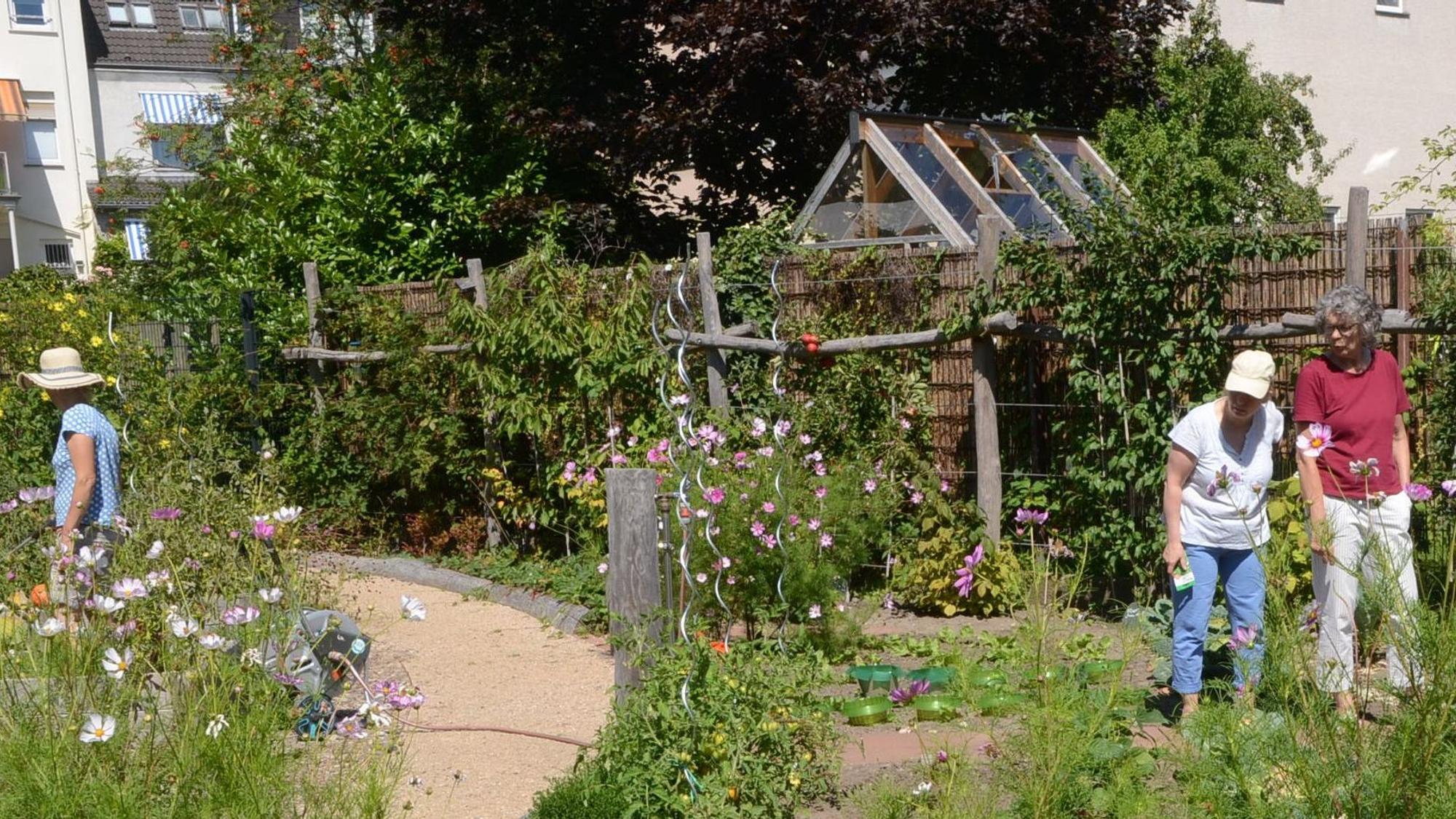 Der Gemeinschaftsgarten an der Cecilienstraße in Siegburg, Birgit Kellers ist Angestellte im Evangelischen Jugendwerk und die Koordinatorin vor Ort.