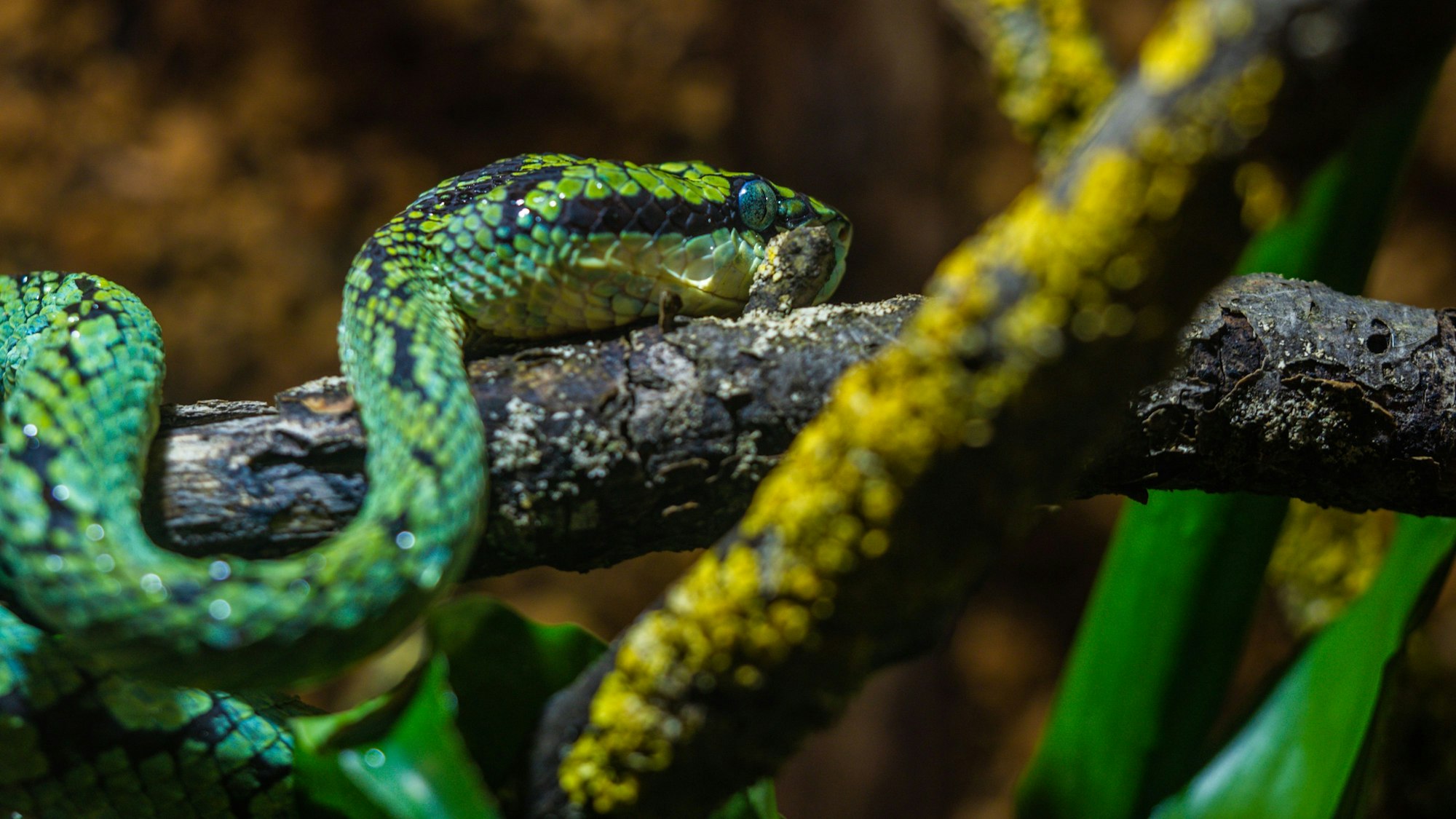Ceylon Bambusotter, Tigervogelspinne, fotografiert in der NRW-Auffangstation für Gifttiere.