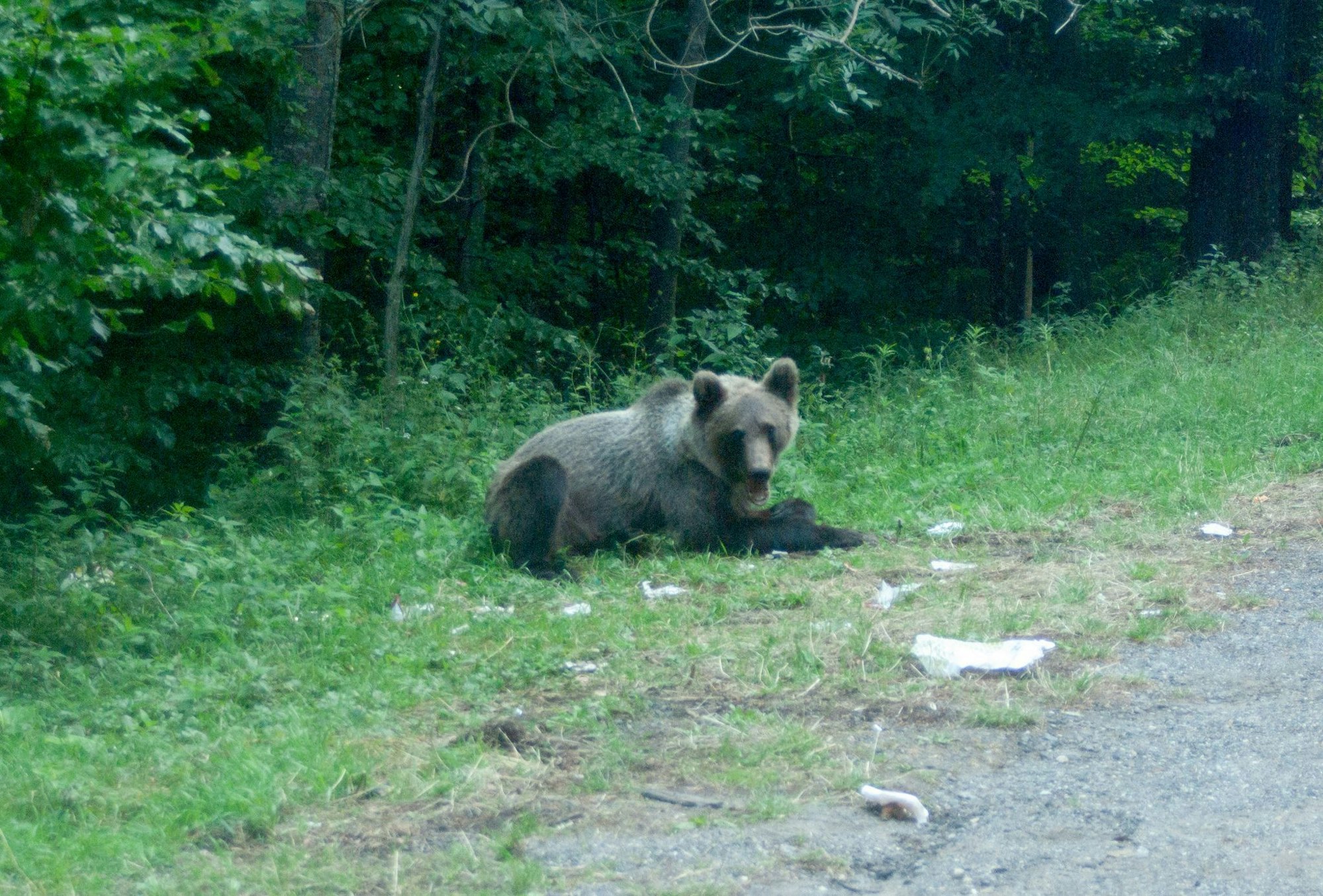Ein Bär wartet an einer Parkbucht.