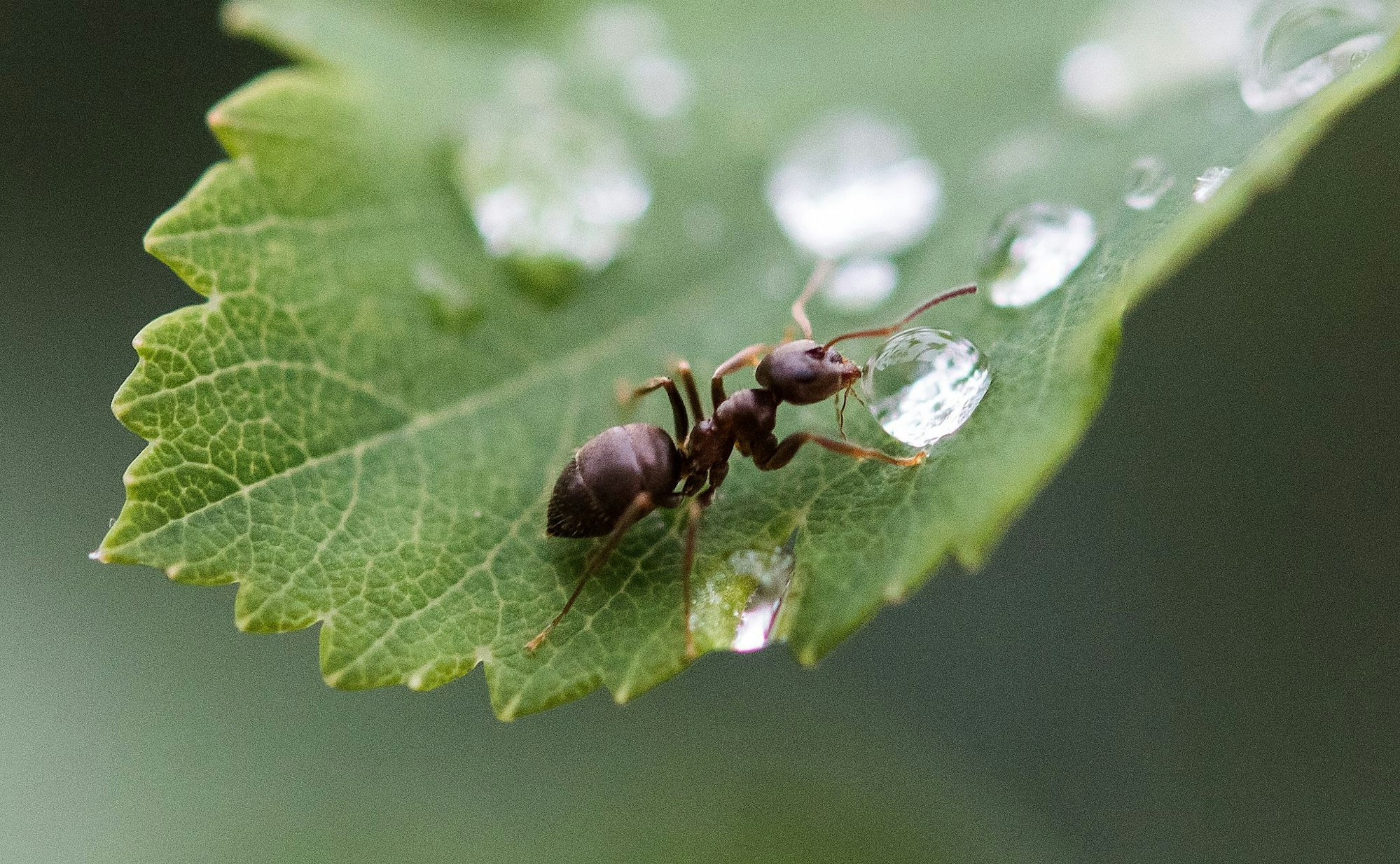 Ameisen sind zwar in der Wohnung lästig, im Garten sind sie aber durchaus nützlich.