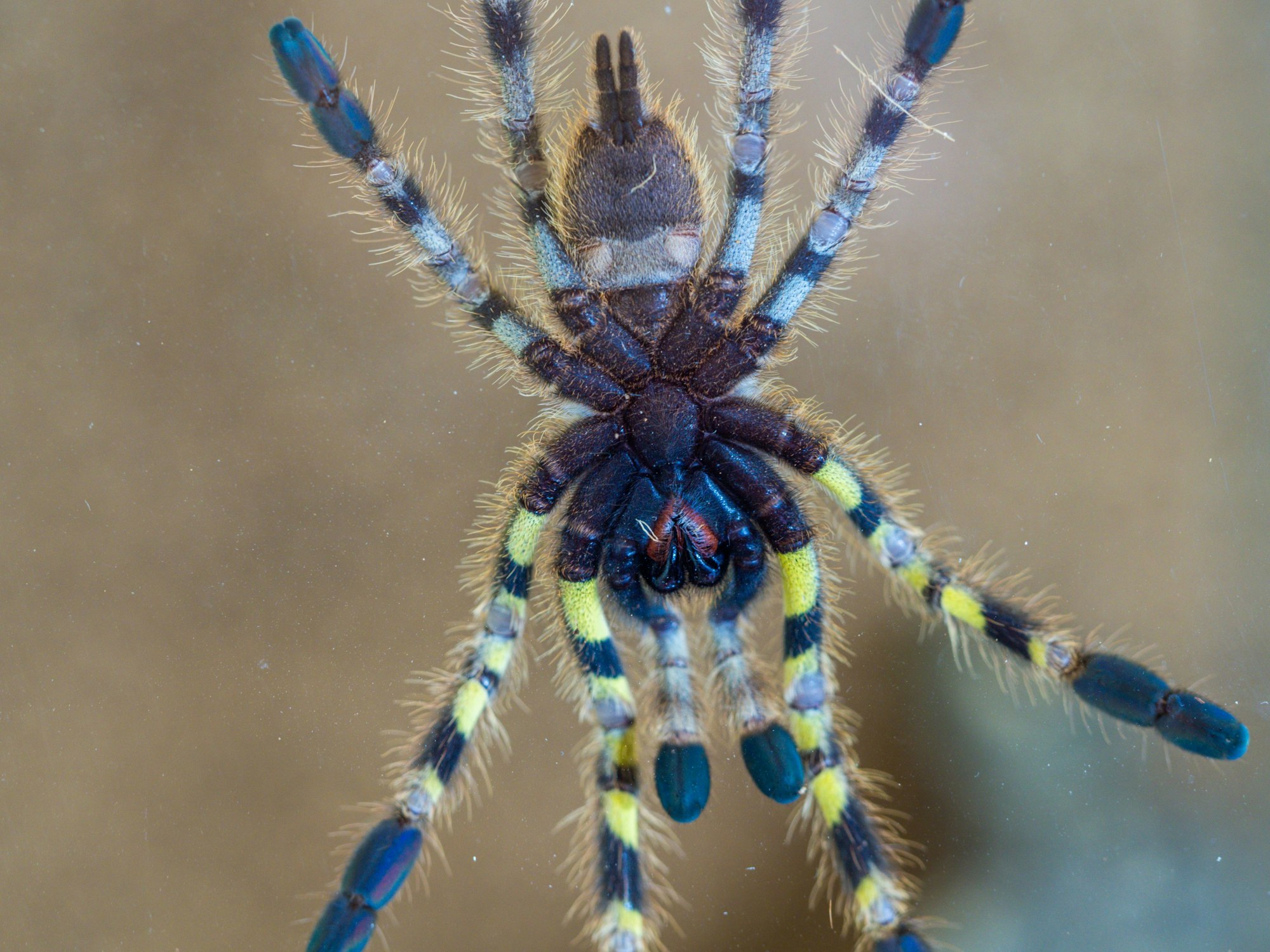 Tigervogelspinne, fotografiert in der NRW-Auffangstation für Gifttiere.