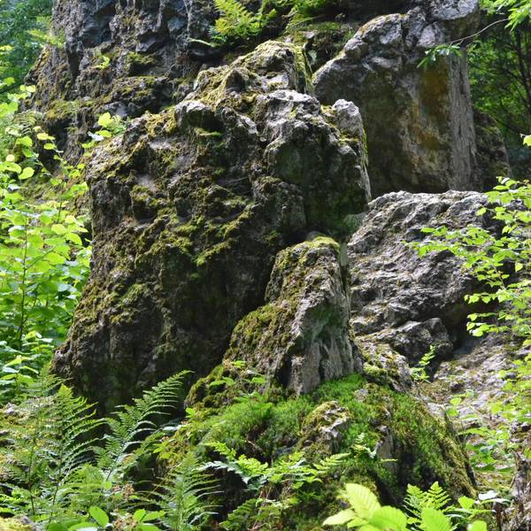 Große Felsen in einem Wald.